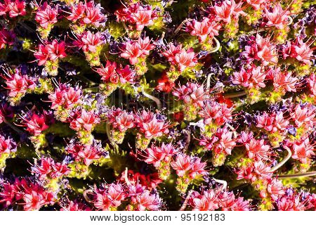 Tajinaste Flower of Tenerife Island