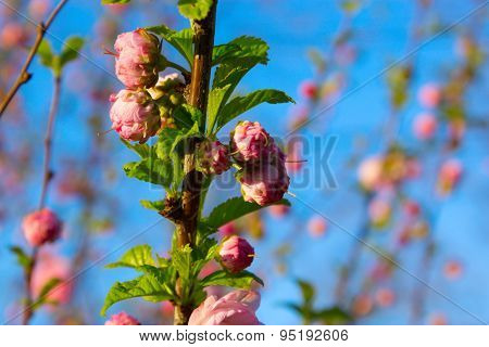 Branch With Little Pink Flowers