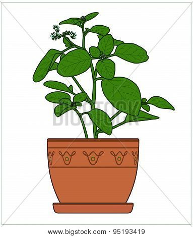 Potted Plant. Houseplants. Vector.