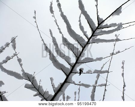 Image of winter