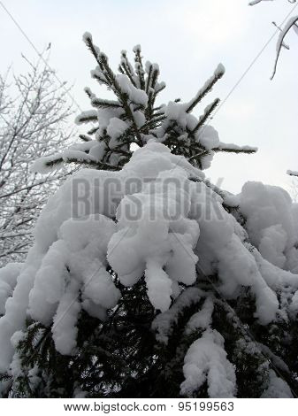 Image of winter