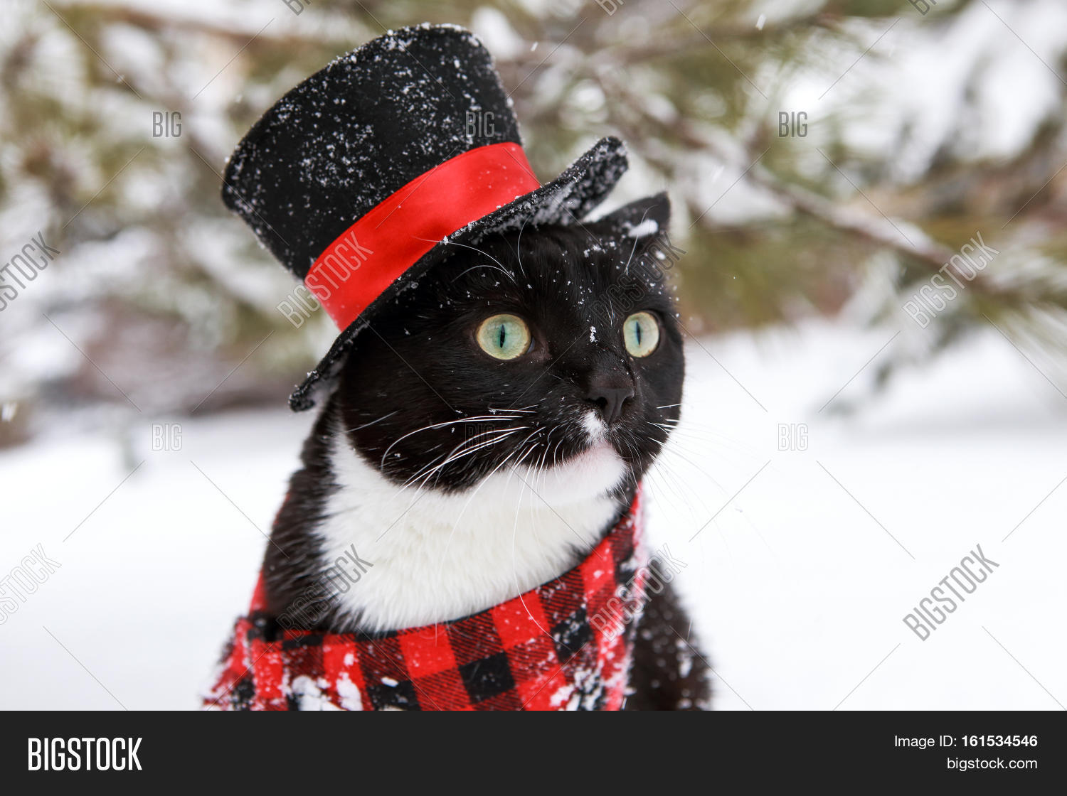 Tuxedo Cat Wearing Image Photo Free Trial Bigstock