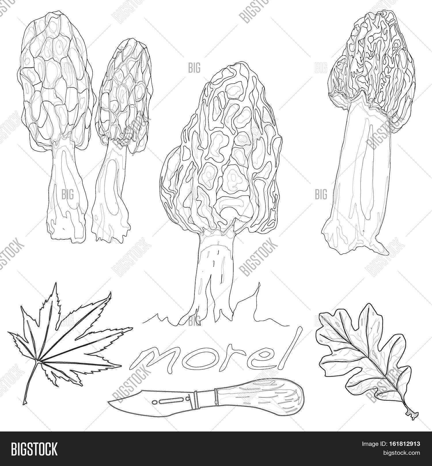 Morel Mushroom Vector Image & Photo (Free Trial) | Bigstock