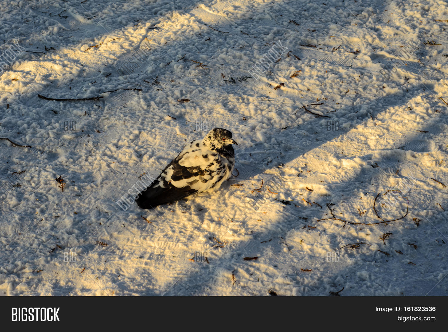 Image Preview