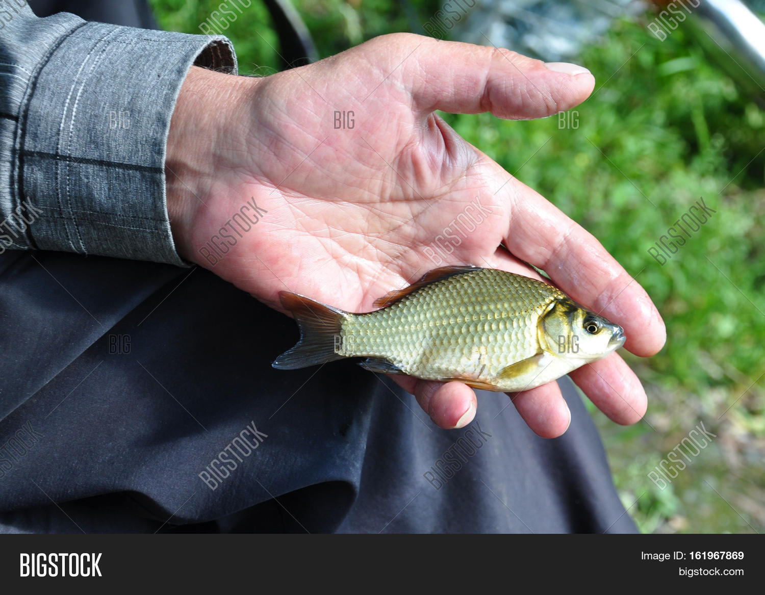 Baby Carp Fish