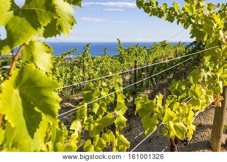 Vineyards of the Alella wine region in the vicinity of Barcelona on the Mediterranean Sea.