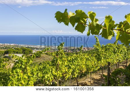 Vineyards of the Alella wine region in the vicinity of Barcelona on the Mediterranean Sea.