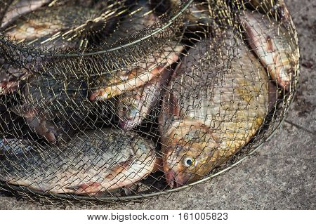 Caught river fish in an iron fishpond.