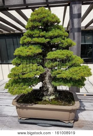 Bonsai and Penjing landscape with miniature evergreen tree in a tray