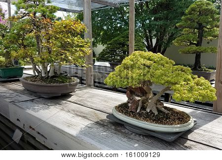 Bonsai and Penjing landscape with miniature trees in trays