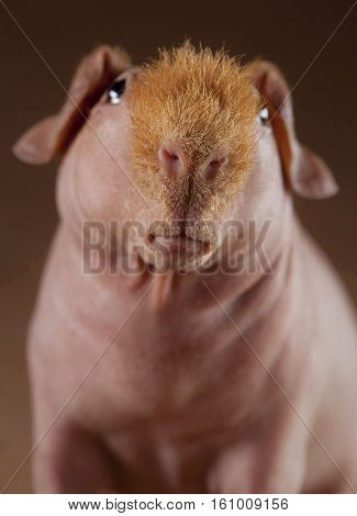 Guinean pig portrait in studio with black background