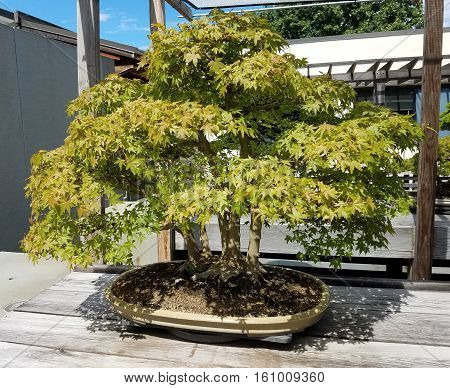 Bonsai and Penjing landscape with miniature deciduous maple trees in a tray
