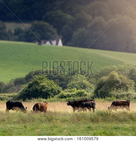 Five Cows grazing on the hill. Little House on the background. Devon. England