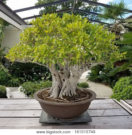Bonsai and Penjing landscape with miniature ficus tree in a tray