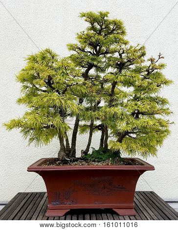 Bonsai and Penjing landscape with miniature deciduous maple trees in a tray