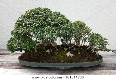 Bonsai and Penjing landscape with rocks and miniature trees in a tray
