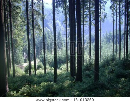 Краевиды в лесу. У гора