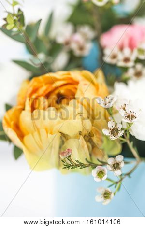 Live Spring Flowers Close Up Yellow Tulips
