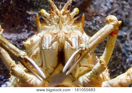 King Crab