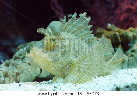 a close up scorpion fish under a water