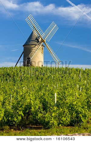 vigneti con mulino a vento vicino Ch? nas, Beaujolais, Borgogna, Francia