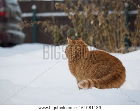 Cat on the snow looks on the car. Concept abandoned freezing cats. The problem of stray animals cold