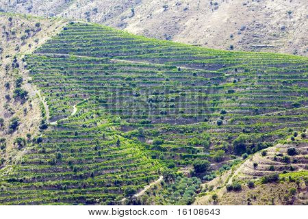 Vineyars i Douro dalen i Portugal