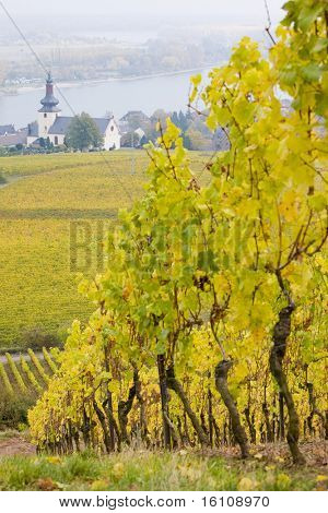 Oppenheim, Rheingau, Niemcy