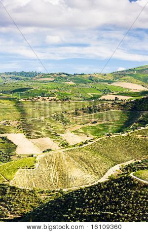 Vineyars i Douro dalen i Portugal