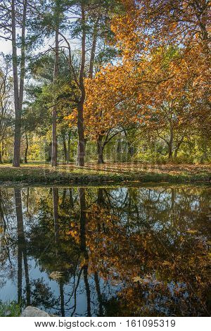 Reflection of the trees on the lake surface in the public park on the sunny autumn day