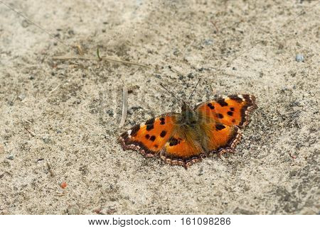 Visual color mimicry - Small Tortoiseshell butterfly is trying to conceal itself sitting on the ground.