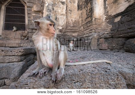 Wildlife monkey at triple Crown Castle in Lopburi, Thailand.
