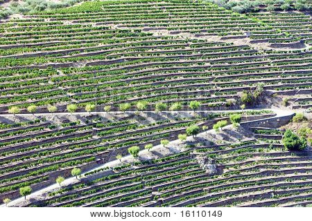Vineyars i Douro dalen i Portugal