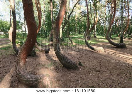 the crooked forest Krzywy Las Nowe CzarnowoPoland