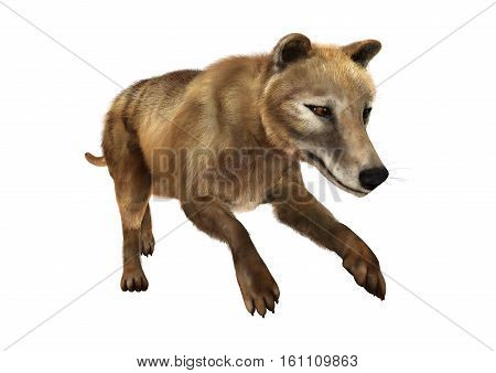 3D Rendering Thylacine On White
