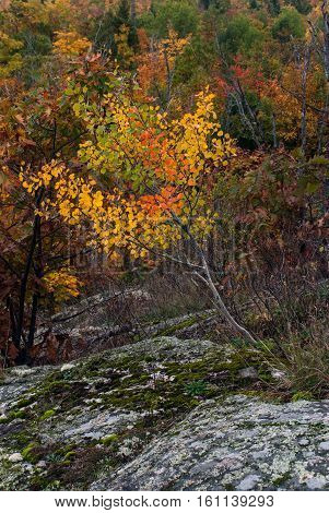 Little Birch in the autumn finery is growing on  the stones, Thomas Rock, Marquette County, Michigan, USA