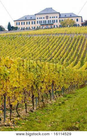 Pěší hrad s vinicí, Hesensko, Německo