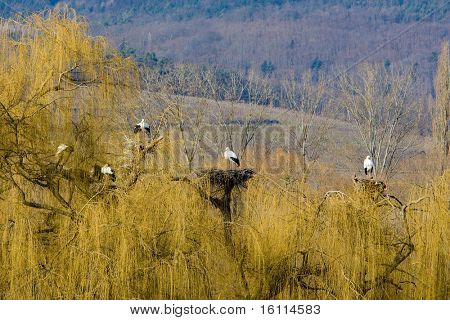 čápi chov (Centre de znovuzavedení des Cigognes), Hunawihr, Alsasko, Francie