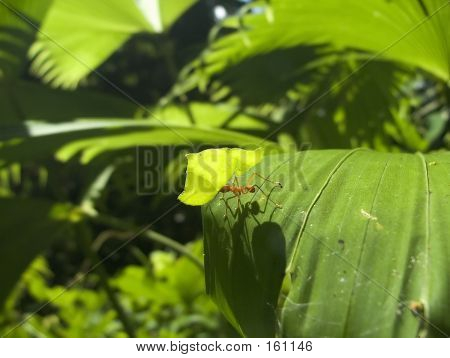 März des Cutters Leaf