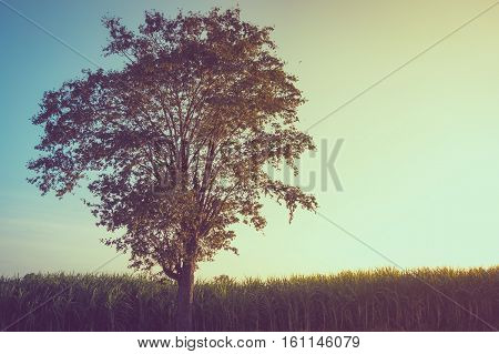 Vintage Alone Tree With Sunset Light Nature Background.