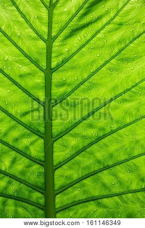 Green ecological concept green leaf close-up with watre rain drops