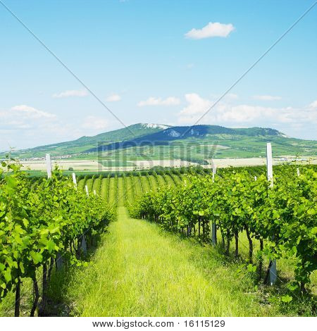Weinberge, Palava, Tschechische Republik