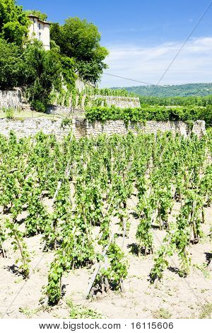 Winnica Chateau Grillet, Rhone-Alpes, Francja