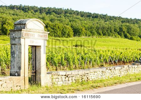 Latricieres vinice, Chambertin, Côte de Nuits, Burgundsko, Francie