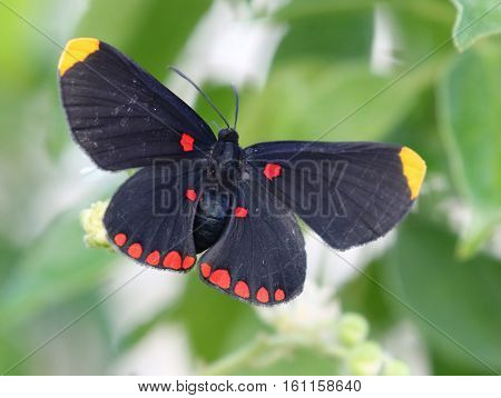A Red-bordered Pixie Butterfly (Melanis pixe) resting with wings open
