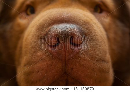Amazing face of a red dog with a huge nose