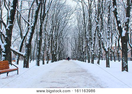 winter beautiful park with many big trees benches and path