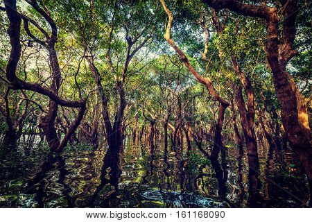 Vintage retro effect filtered hipster style image of flooded trees in mangrove rain forest. Kampong Phluk village. Cambodia