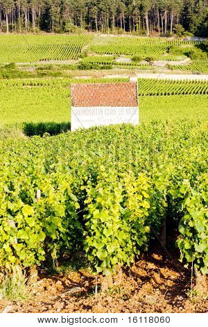 vinice poblíž Gevrey-Chambertin, Côte de Nuits, Burgundsko, Francie