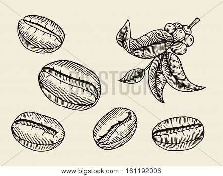 Coffee branch. Plant with leaf, berry, fruit, seed. Natural caffeine drink. Vector vintage drawn engraving illustration on beige background for shop